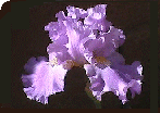 Corner Iris Picture