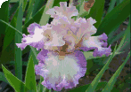 Corner Iris Picture