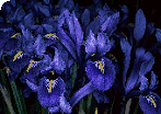 Corner Iris Picture