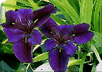 Corner Iris Picture