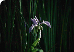 Corner Iris Picture