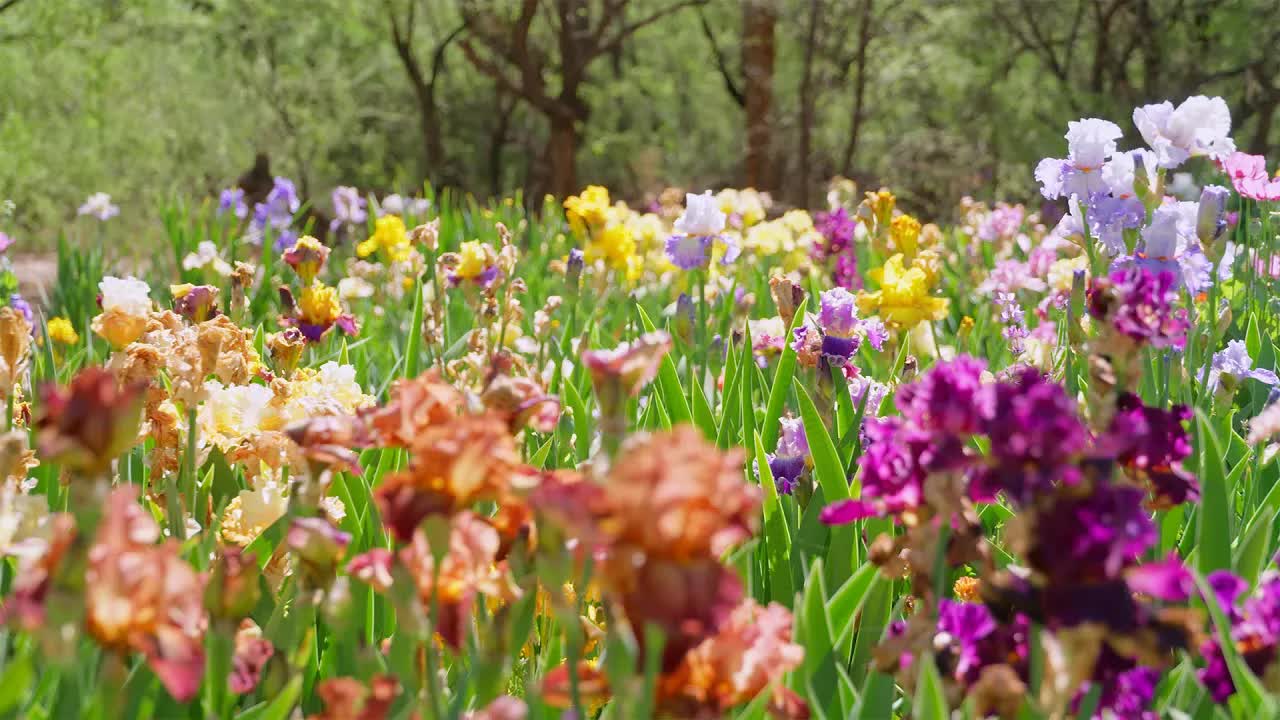 Irises in Arizona - Arizona Illustrated